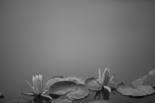 water lily/ pond/ park