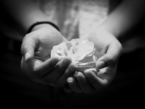 Hands holding a delicate rose, symbol for love feeling fragile, precious, and easy lost.