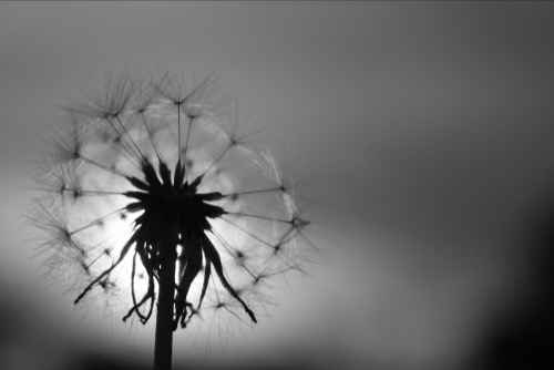Dandelion with sun light in the background - symbol of transformation and hope.